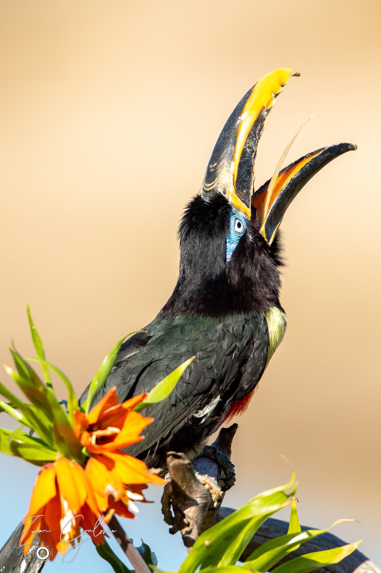 27 maart 2022 155436  5D45297